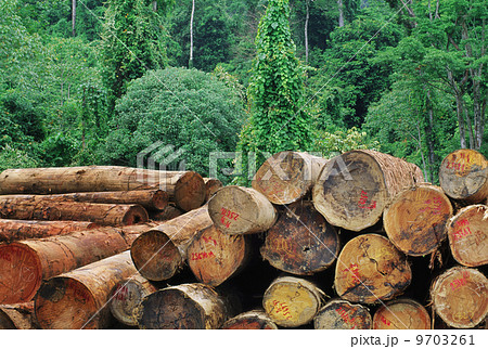 Logging in lowland rainforest in Sabah, Borneo 9703261
