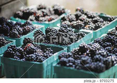 Organic blackberries in punnets at a market stall. Organic blackberries in punnets at a market stall. 9703275