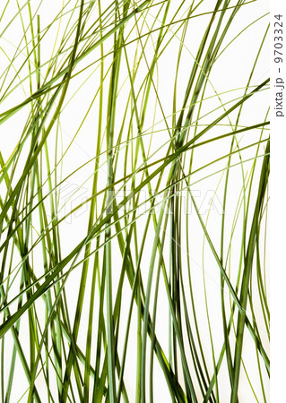 Thin green leaves of a plant against a white background. 9703324