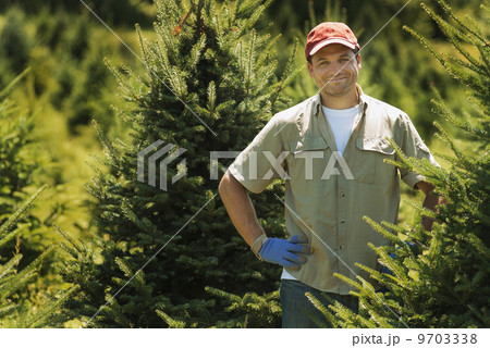 A man wearing protective gloves clipping and pruning a crop of conifers, pine trees in a plant nursery. 9703338