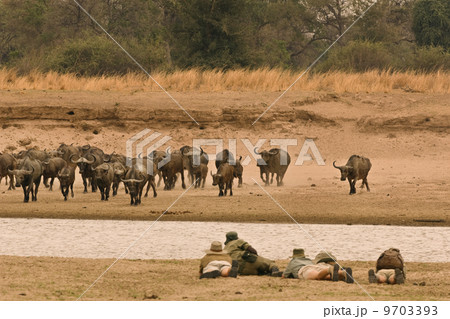 A walking safari party of people led by a guide, lying flat on a riverbank. Watching a buffalo herd in the Luangwa Valley, Zambia. 9703393
