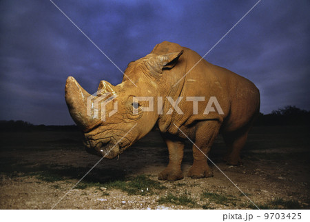 White rhinoceros, Ceratotherium simum, Native to Africa White rhinoceros, Ceratotherium simum, Native to Africa 9703425