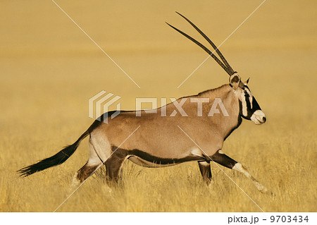 An oryx or gemsbok in grassland, Oryx gazella, in the NamibRand Nature Reserve, Namibia An oryx or gemsbok in grassland, Oryx gazella, in the NamibRand Nature Reserve, Namibia 9703434