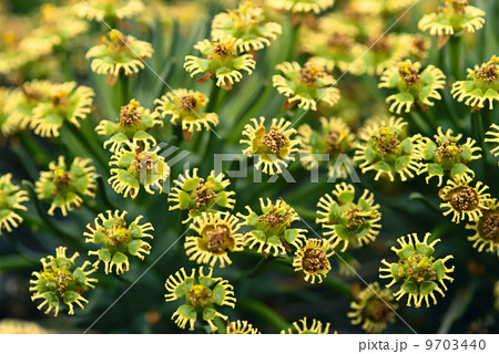 Euphorbia flowers, Euphorbia sp., Goegap Nature Reserve, South Africa 9703440