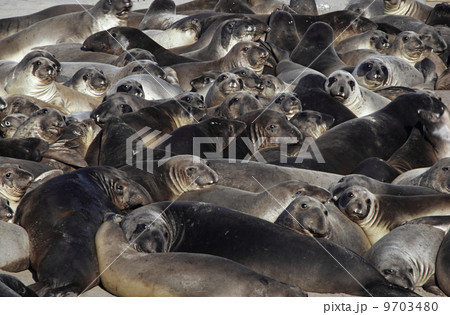 Young northern elephant seals, Mirounga angustirostris, Ano Nuevo State Reserve, California Young northern elephant seals, Mirounga angustirostris, Ano Nuevo State Reserve, California 9703480