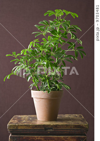 A houseplant with glossy green leaves growing in a pot. A houseplant with glossy green leaves growing in a pot. 9703481