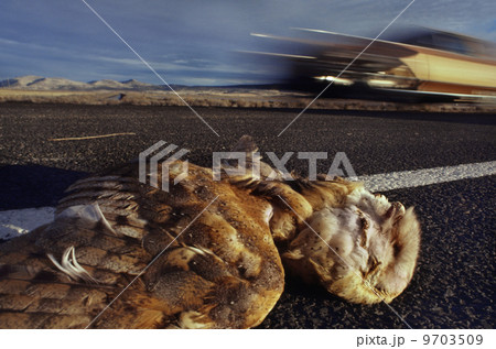 Barn owl dead after car collision, Tyto alba, Klamath Basin National Wildlife Refuge, California 9703509