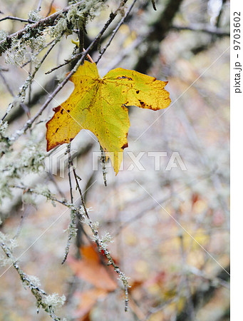 A maple leaf hanging on a moss covered tree branch. Autumnal colours. A maple leaf hanging on a moss covered tree branch. Autumnal colours. 9703602