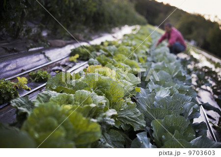 Organic Cabbage Plants in Field 9703603