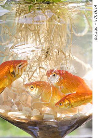 Goldfish in a bowl on a windowsill, with plants growing in the water, with roots visible through the glass. 9703624