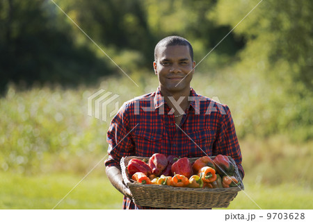 A farmer with a tray of organic bell peppers freshly harvested from the vegetable beds. 9703628
