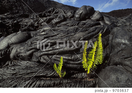 Ama'u ferns sprouting in cooled lava cracks, Sadleria cyatheoides, Hawaii Volcanoes National Park, Hawaii 9703637