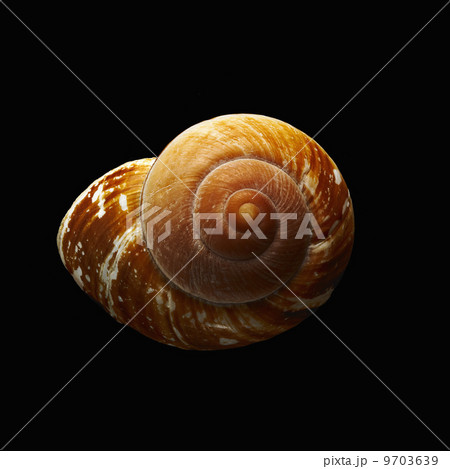 A single spiral patterned shell, seen from above. A single spiral patterned shell, seen from above. 9703639