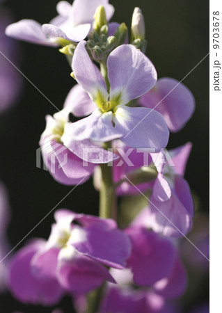 きんぎょ草　キンギョソウ 9703678