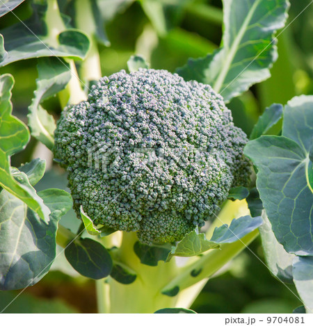 broccoli 9704081