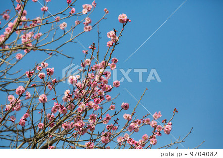 Pink Plum blossom, known as Mume flower in Chinese 9704082