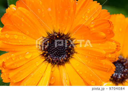 Close up of Orange Gerbera Flower with water drop on petal 9704084