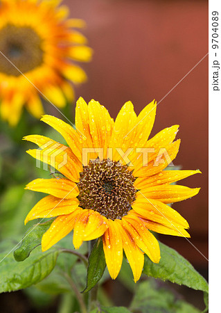 Sunflower with raindrops on the petal 9704089