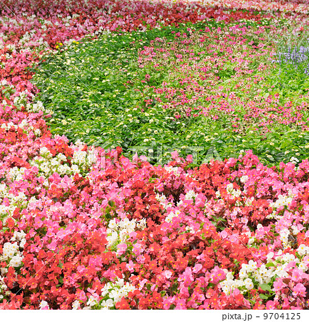 flower bed with bright summer flowers flower bed with bright summer flowers 9704125