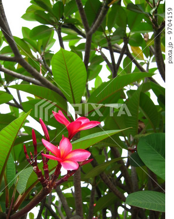 ピンクのプルメリア ピンクのプルメリア 9704159