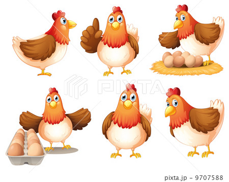 Chickens with eggs 9707588