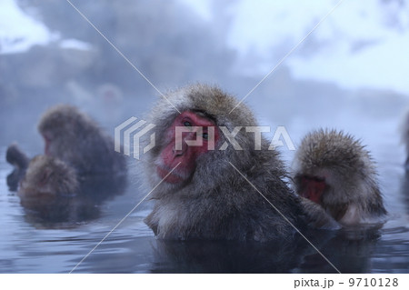 ニホンザル３ 9710128