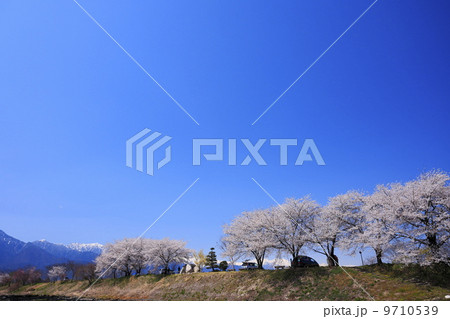 桜満開の安曇野 9710539