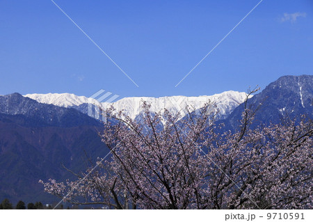 桜満開の安曇野と北アルプス 9710591