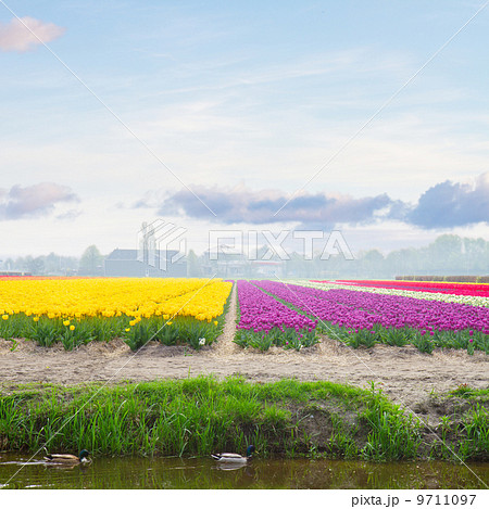 Dutch yellow and violet tulip fields in sunny day Dutch yellow and violet tulip fields in sunny day 9711097