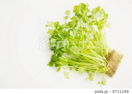 ベビーリーフ　セロリ 9711299