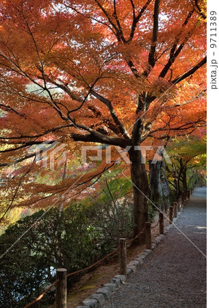 龍安寺の参道 9711389