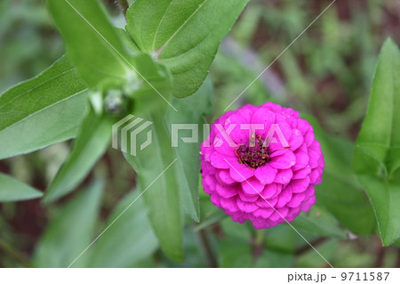 マゼンタの八重咲きのヒャクニチソウ 9711587