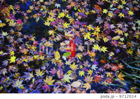 池 鯉 落ち葉 秋 池 鯉 落ち葉 秋 9712014