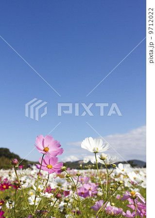 コスモスの花 コスモスの花 9712022