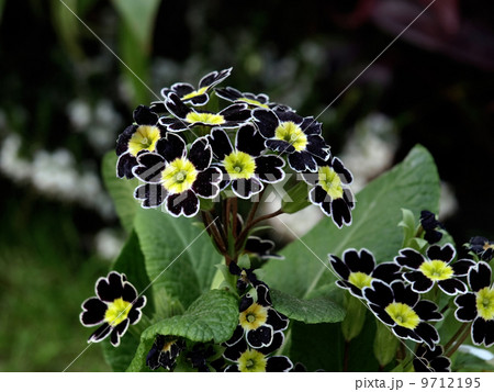 プリムラ・ジュリアン 9712195