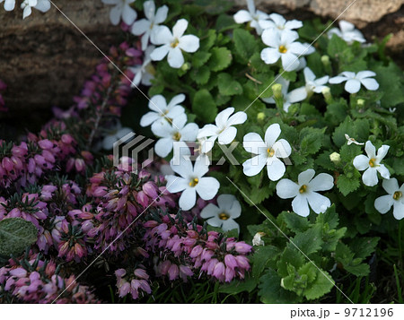 バコパとエリカ・ダーリエンシス バコパとエリカ・ダーリエンシス 9712196