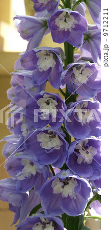 デルフィニューム 9712211