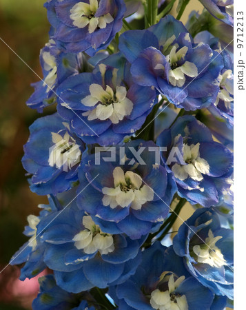 デルフィニューム 9712213