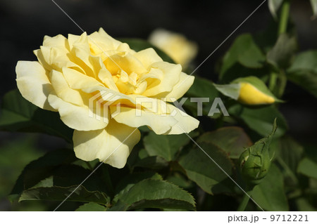 ハニーブーケ ハニーブーケ 9712221