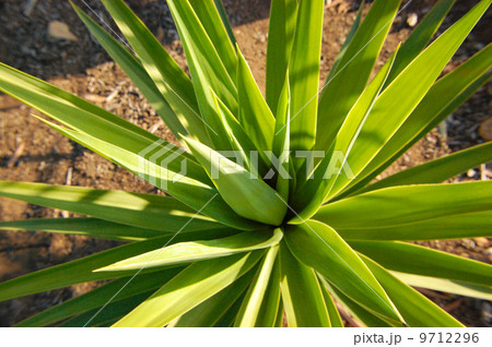 Yucca whipplei ユッカの葉 Yucca whipplei ユッカの葉 9712296