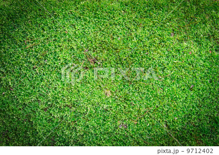 Green Moss Background Green Moss Background 9712402
