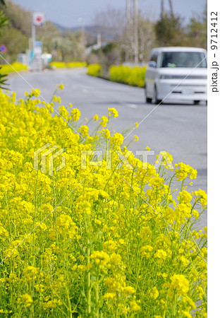 房総フラワーラインの満開の菜の花（千葉県南房総市） 9712412