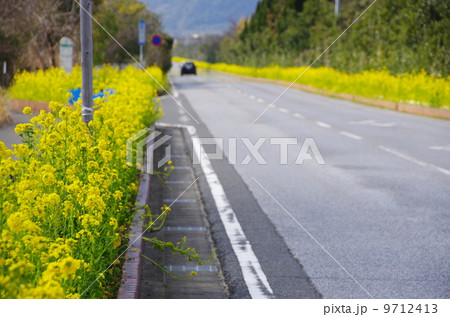房総フラワーライン(千葉県南房総市/館山市) 房総フラワーライン(千葉県南房総市/館山市) 9712413