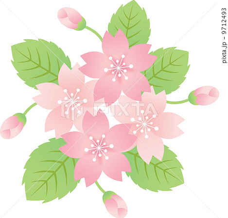桜 9712493