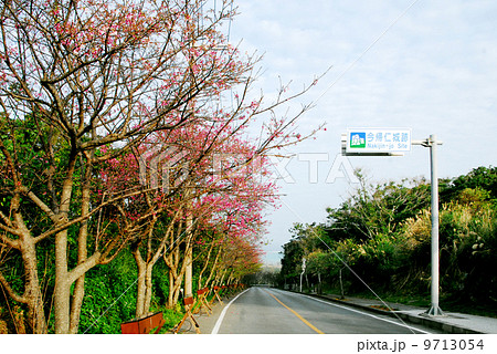 今帰仁城跡付近の桜並木 9713054