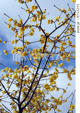 蠟梅の花 蠟梅の花 9713245