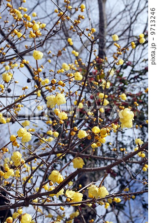 蠟梅の花 蠟梅の花 9713246