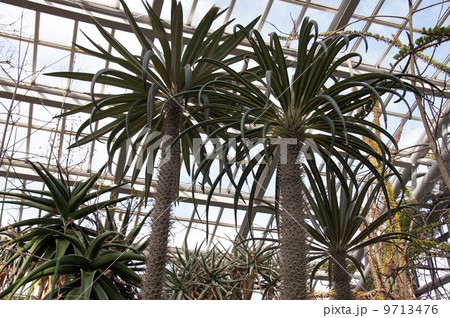 アアソウカイの樹 9713476