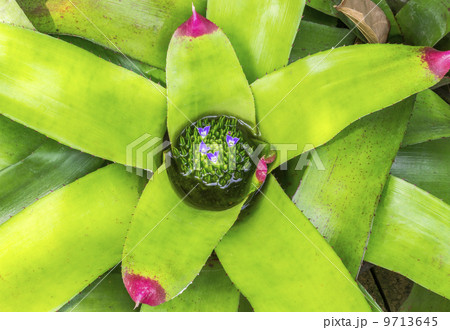 Small magenta flowers in leaf 9713645