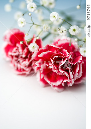 カーネーション 9713746